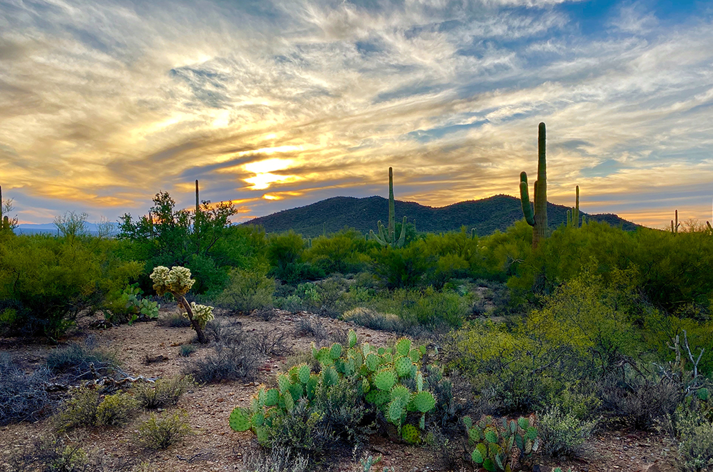 Tucson Desert -02